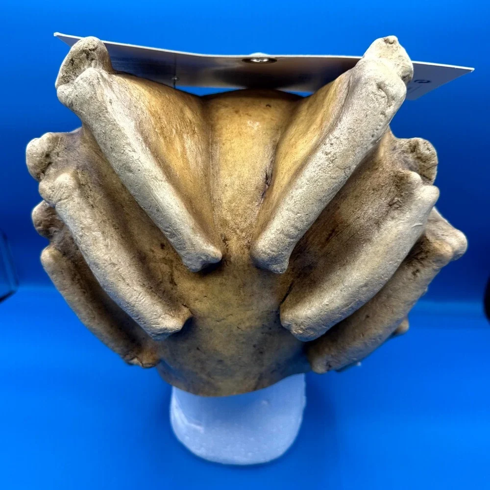 Ghoulish Productions Nightmare Makers Dred Skull‎ Latex Head Mask Beige Adult